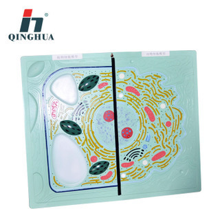 Qinghua QH3228-1 Animal and Plant Cell (Comparison) Model Middle School Medical Biological Anatomy Science and Education Instrument