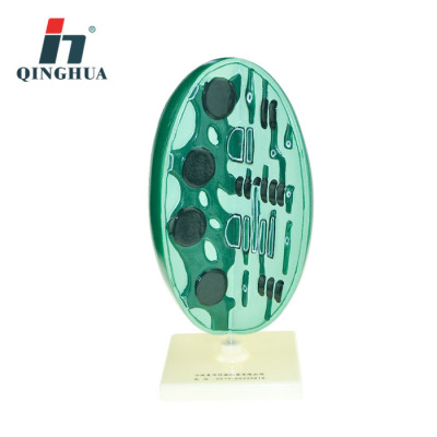Qinghua QH3224-2 Chlorophyll Structure Model Microstructure Junior and Senior High School Biology Teaching Model Science and Education Instrument
