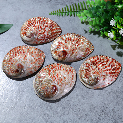 New Zealand Red Pattern Abalone Shell Manufacturer Direct Wholesale Home Ornament Conch Shell Fish Tank Aquarium Creative Ornaments