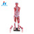 Qinghua 33219 Human Muscle Model 85cm Whole Body Muscle Shape Construction Biomedical Model Teaching