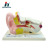 Qinghua 33212 Anatomical Ear Model Medical Use Teaching Display Detachable Teacher Demonstration