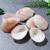 Natural Shell Conch Wall Deck Wedding Celebration Decoration Fish Tank Landscape Home Decoration Lion Shell 7-11m