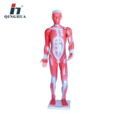 Qinghua 33219 Human Muscle Model 85cm Whole Body Muscle Shape Construction Biomedical Model Teaching