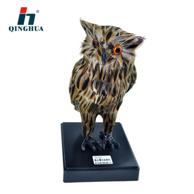 Qinghua 39102 Owl Simulation Model Biology Teaching Science and Education Instrument Junior and Senior High School Specimen Animal Ornaments