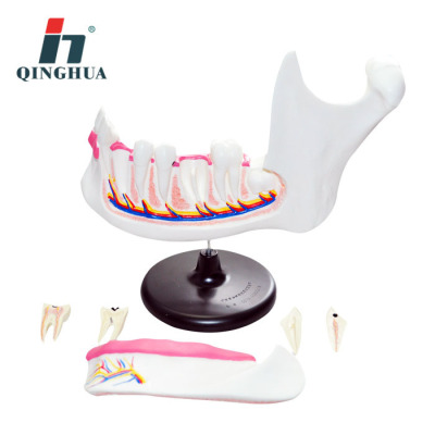 Qinghua 33221 Dentition and Molar Anatomy Model Junior and Senior High School Biology Teaching Science and Education Instrument Medical Model