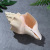 Factory Direct Sales Imported Conch Shells Neptunea Cumingi Amazon AliExpress Supply Conch Crafts Raw Materials Wholesale