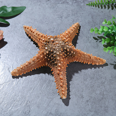 Conch Shell Natural Starfish Super Large Natural Overlord Starfish Decoration Shooting Wedding Wall Sticker Cabinet Factory Wholesale
