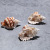 Factory Direct Sales 5-9cm Conch Shell Window Decoration Fish Tank Landscape Specimen Conch Twist Triton