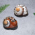 Factory Direct Sales South Africa Turban Shell Natural Shell Conch Home Office Decoration Scarce Marine Specimen Collection