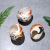 Factory Direct Sales South Africa Turban Shell Natural Shell Conch Home Office Decoration Scarce Marine Specimen Collection