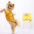 Products in Stock New Autumn and Winter Pet Sweater Hooded Two Feet Apparel Net Red Pocket Bear Yellow Small and Medium Sized Cat Dog Clothes