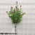 Home Decoration Bonsai Accessories Flower Arrangement with Balcony Set 5 Forks Eucalyptus Happy Five-in-One Plum