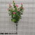 Home Decoration Bonsai Accessories Flower Arrangement with Balcony Set 5 Forks Eucalyptus Happy Five-in-One Plum