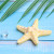 Large Simulation Shell Starfish Resin Accessories DIY Refridgerator Magnets Phone Case Ornament Accessories