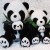 Lesser Panda Plush Toys Chengdu Sichuan University Lesser Panda Panda Doll Lying Bear Black and White Plush National Treasure Big Doll