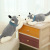 Wholesale Husky Plush Toy down Cotton Lying Dog Throw Pillow Cute Dog Doll Doll Puppet Girls' Gifts