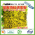 Dual-Sided Yellow Sticky Traps for Flying Plant Insect Fungus Gnats, Aphids,