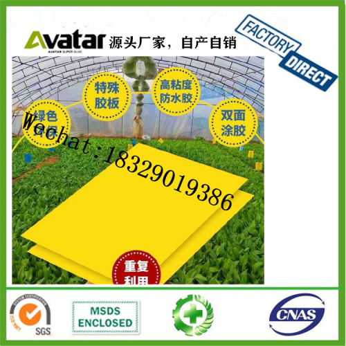 fruit fly traps for pnts trap pte greenhouse tea garden orchard greenhouse garden professional stiy insects