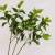 Single Osmanthus Artificial Flower Fake Flower Plastic Flowers Home Living Room and Hotel Ornamental Flower