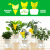Sticky Card Insect Trap Board Double-Sided Yellow Board Insect Sticking Board Pansy Type Insect Trap Special-Shaped Waterproof Garden Flower