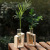 Simple Nordic Home Test Tube Glass Vase Creative Desk Hydroponic Plant Wooden Flower Decoration