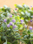 Emulational Eucalyptus Rattan Vine Green Plant Leaves Pipe Ceiling Green Leaf Twine Decoration HANAFUJI Plastic Flower
