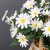 Artificial Flower Fresh Chrysanthemum Daisy Artificial Bouquet New York Aster Calliopsis Living Room Decoration Photography Props Fake Flower