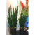Factory store simulation plant potted succulent tiger Piran home soft decoration floral flower arrangement flower orname