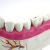 Qinghua Dentition and Molar Anatomy Model Junior and Senior High School Biology Teaching Science and Education Instrument Medical Model
