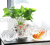 Yuxing Glass Office Potted Decoration Green Radish Transparent Glass Vase Small Fish Ornament