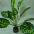 Artificial Plant Indoor Greenery 9 Head 12 Head Lifestrong Peacock Leaf Horseshoe Leaf Monstera Feel Handle Beam Green Plant