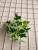 Artificial Green Plant 27cm 11 Fork Small Handle Scindapsus Aureus Leaves Decoration Wholesale Shopping Mall Green Landscape Grass Plant Wall Accessories