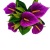 Mini Common Calla Five-Head Artificial Flower Single Home Restaurant Wedding Celebration Decoration Photography Touch Artificial Fake Bouquet