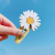 Little Daisy Hairpin Headdress Children's Simplicity Wind Little Clip Internet Celebrity Girl's Hair Hoop Women's Broken Hair Headdress