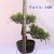 Xiang Rui New Artificial Plant Mini Podocarpus Macrophyllus Small Pot Plant Christmas Pine Tree Home Decoration Floor Decoration Tree Direct Sales