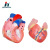 Qinghua 33208 Heart Anatomy Model 1:1 Human Organ Teaching Medical Demonstration Science and Education Instrument Biology