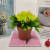 Mini Artificial Bonsai Flower Small Potted Factory Direct Sales Artificial Flower Plant