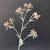 Wholesale Home Artificial Kangaroo Claw Artificial/Fake Flower for Wedding Hotel Living Room Decoration