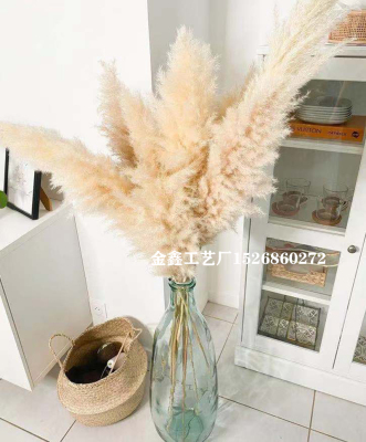 Natural Dried Pampas Grass Reed Plant Phragmites Dried Flowers Decorative Artificial Plants Wedding Flower Bunch Home De