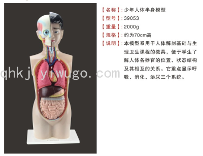 Juvenile Body Half-Body Model 70cm High School Junior High School Medical Biological Anatomy Trunk Experimental Instrument Office Supplies