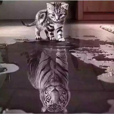 Creative 5diy Full Diamond Painting Cat Tiger Reflection Home Decoration Painting Crafts Foreign Trade Cross-Border Hot One Piece Dropshipping