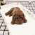 Online Celebrity Dog Fondant Silicone Mold 3D Shar Pei Mousse Cake Mold Ice Cream Dirty Dog Chocolate Mold