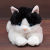 Cat Plush Toy Doll Will Call Simulation Cat Doll Pillow Lying Cat Ragdoll Girl Children's Birthday Gifts
