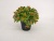 New Black Pot Starry Artificial Flower Bonsai Decoration Fake Flower Decoration