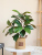 Magnolia Imitative Tree Fake Trees Nordic Instagram Style Large Plant Pot Indoor Net Red Decoration Living Room Decoration