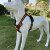 Dog Vest Type Reflective Chest Strap Large Dog Dog Leash Hand Holding Rope Explosion-Proof Anti-Punching Pet Supplies