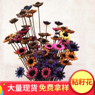 Never Abandon Sticky Seed Flower Natural Material Original Ecology Home Furnishings Decoration Preserved Fresh Flower Flower Arrangement Props Photography