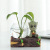 Creative Green Dill Hydroponics Vase Glassware Transparent Aquatic Flowers Flower Pot Fish Tank Desktop GRUIT Ornaments