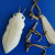 Bamboo Craft Products Children's Educational Toys Bamboo Crafts Bamboo Cicada Animals and Insects Toys Bamboo Crafts