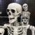 Halloween Skull Skeleton Horror Props Bar Haunted House Decorations Plastic Simulation Bone Human White Bone